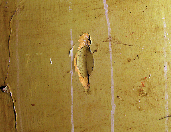 Wall-wound (found) DCH-1 Dean Clarke Yellow bent